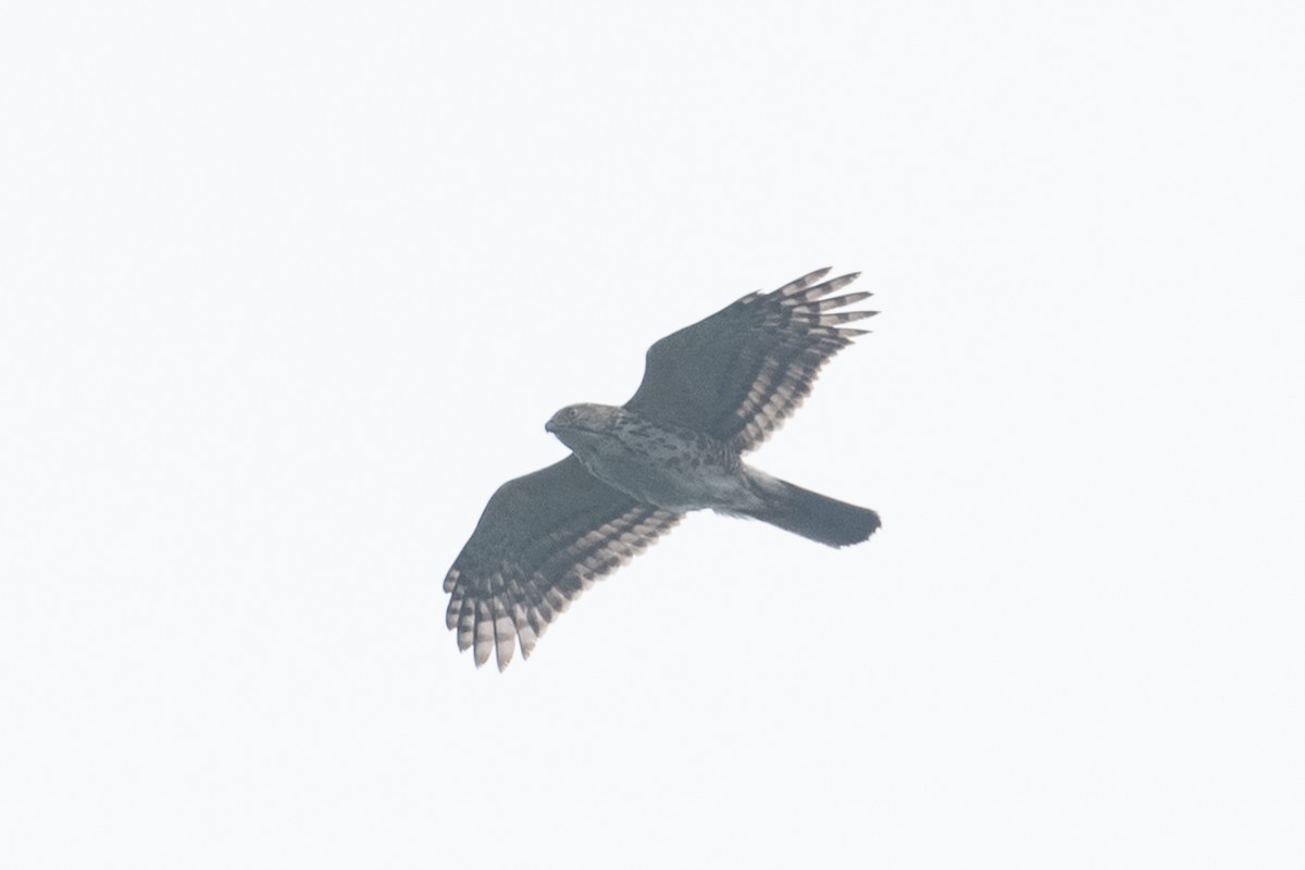 Crested Goshawk - ML625101623