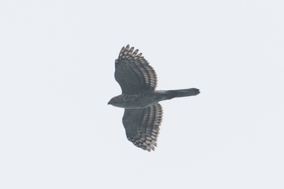 Crested Goshawk - ML625101624