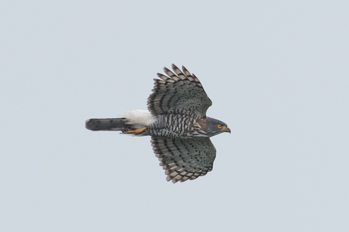 Crested Goshawk - ML625101625