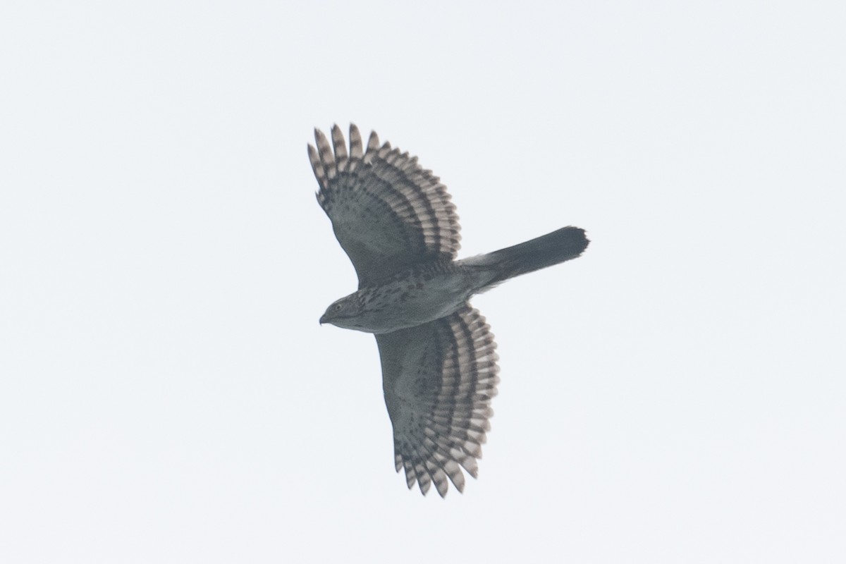 Crested Goshawk - ML625101626