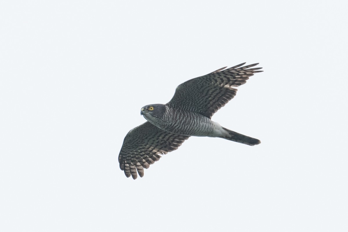 Japanese Sparrowhawk - ML625101638