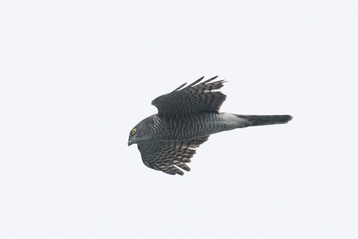 Japanese Sparrowhawk - ML625101639