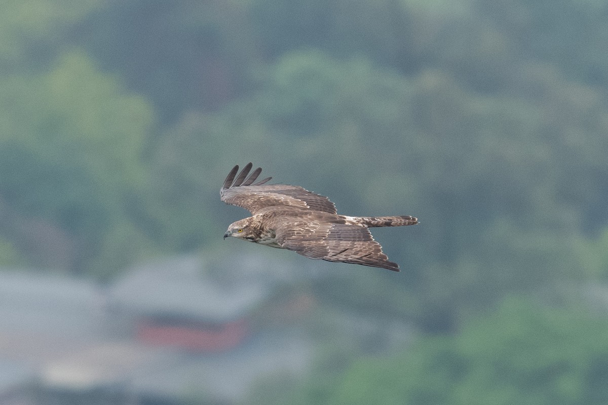 Oriental Honey-buzzard - ML625101658