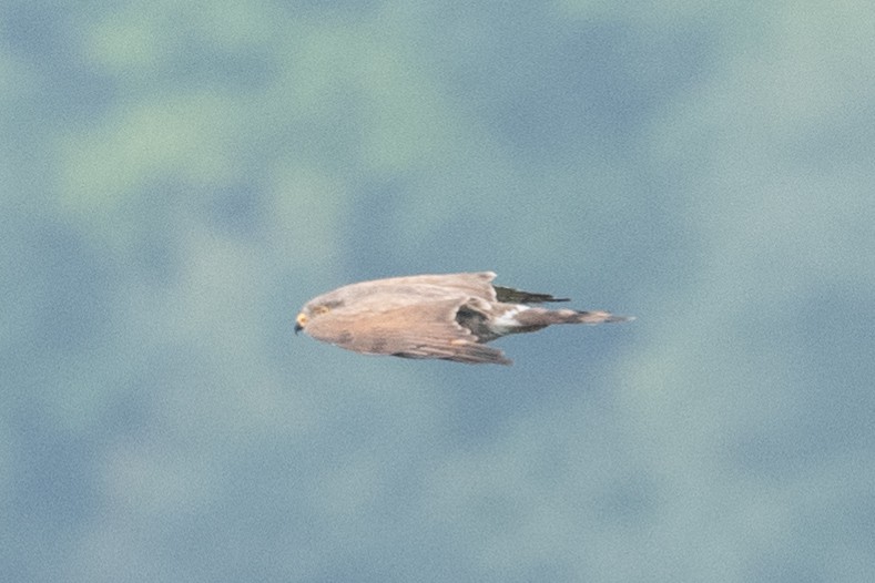 Gray-faced Buzzard - Y.C. He