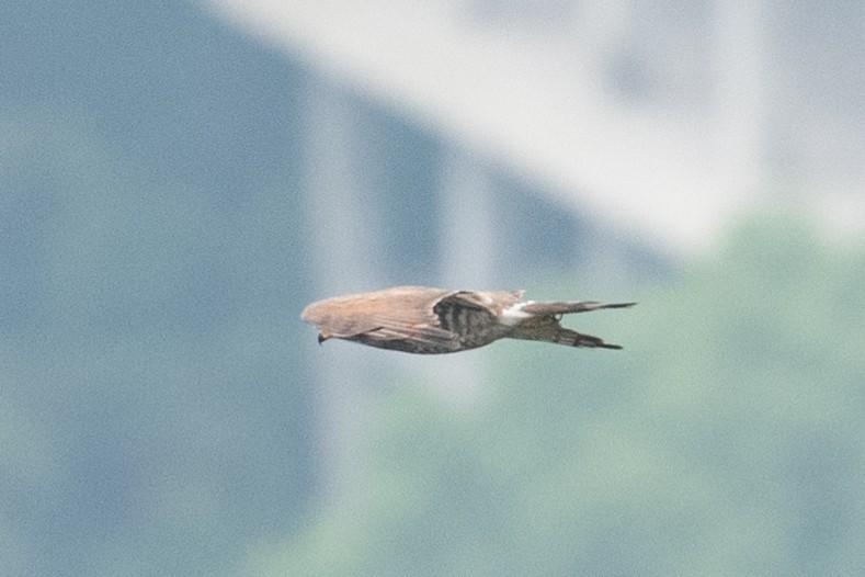 Gray-faced Buzzard - Y.C. He