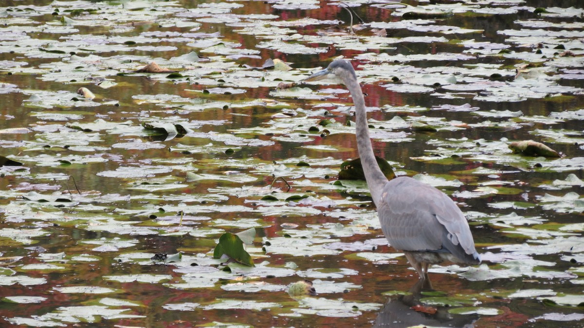 Great Blue Heron - ML625101676