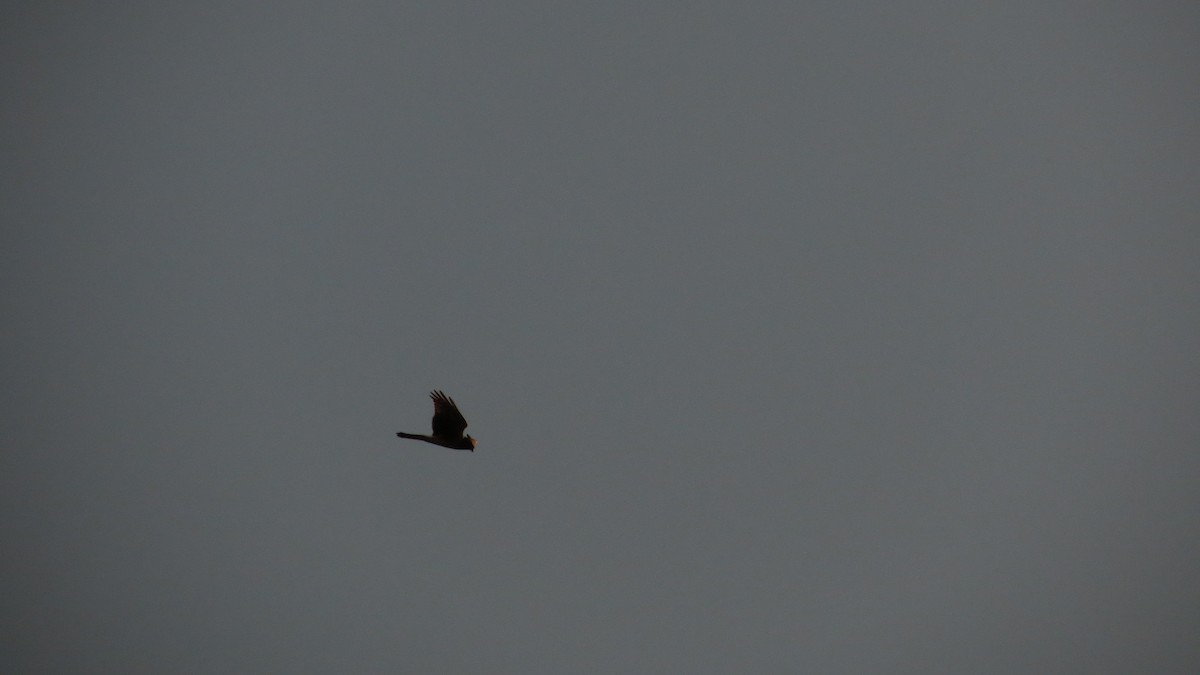 American Kestrel - ML625101681