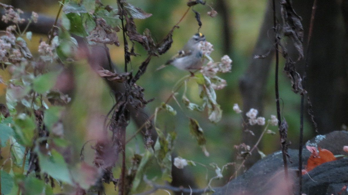 Golden-crowned Kinglet - ML625101691