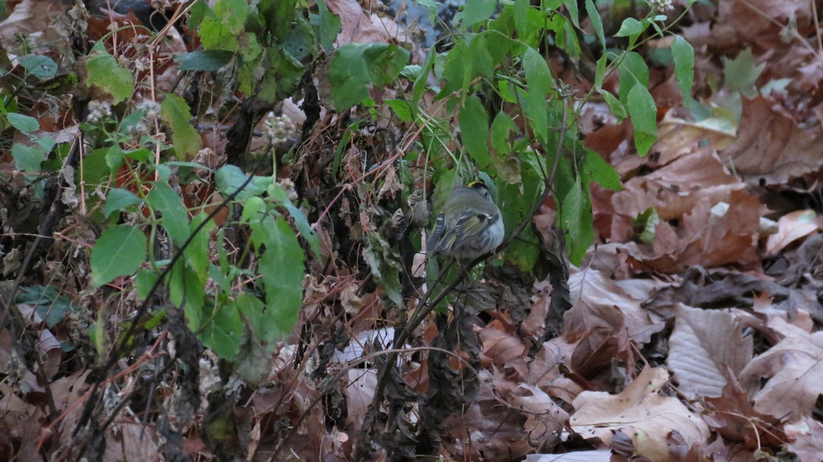 Golden-crowned Kinglet - ML625101692