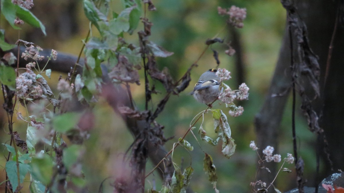 Golden-crowned Kinglet - Maya Sorini