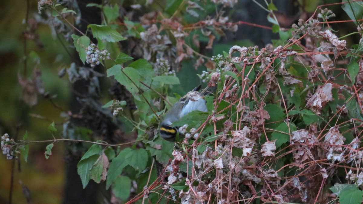 Golden-crowned Kinglet - ML625101694