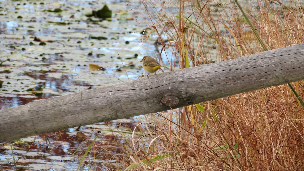 Palm Warbler - ML625101717