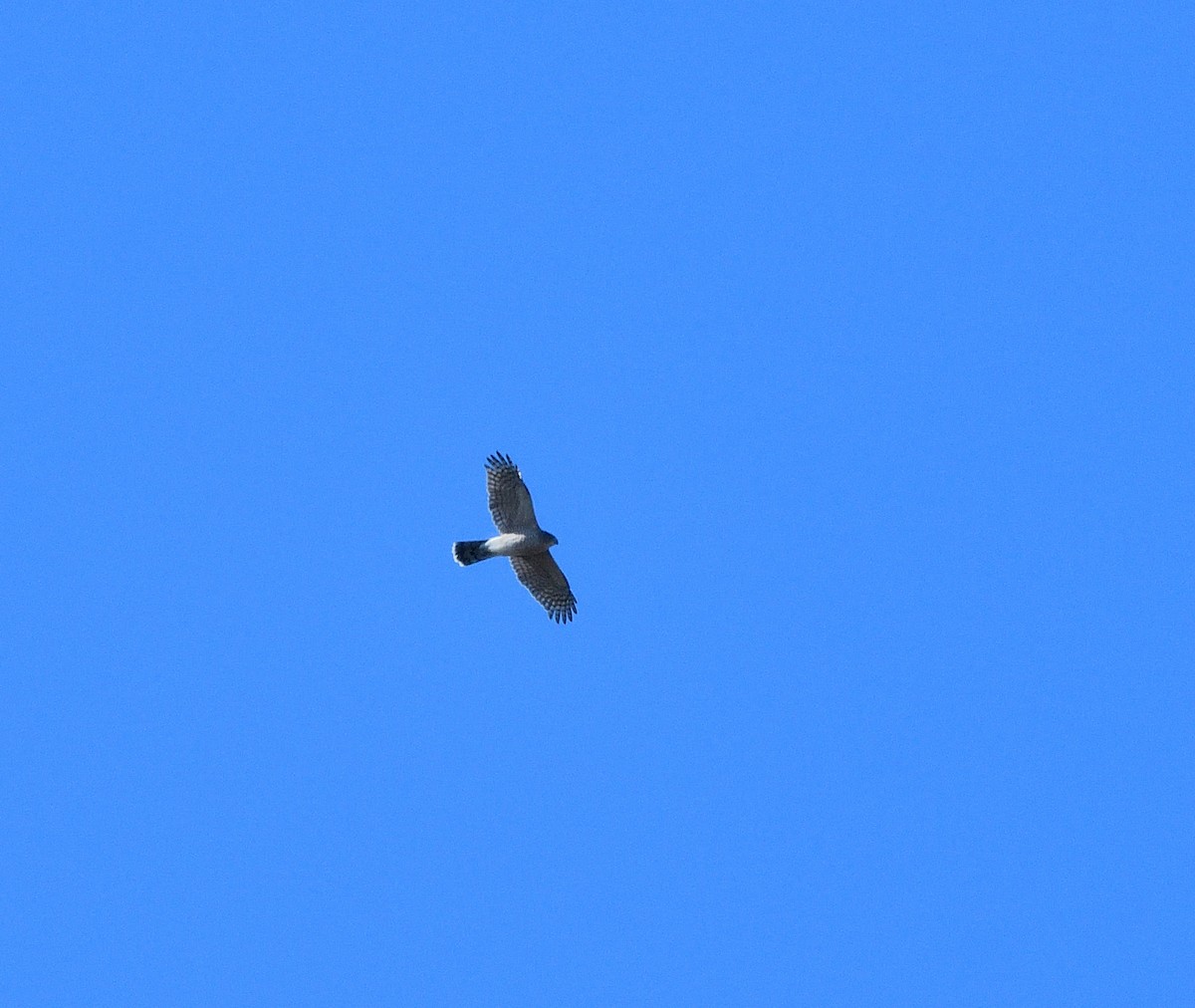 Sharp-shinned Hawk - ML625101730