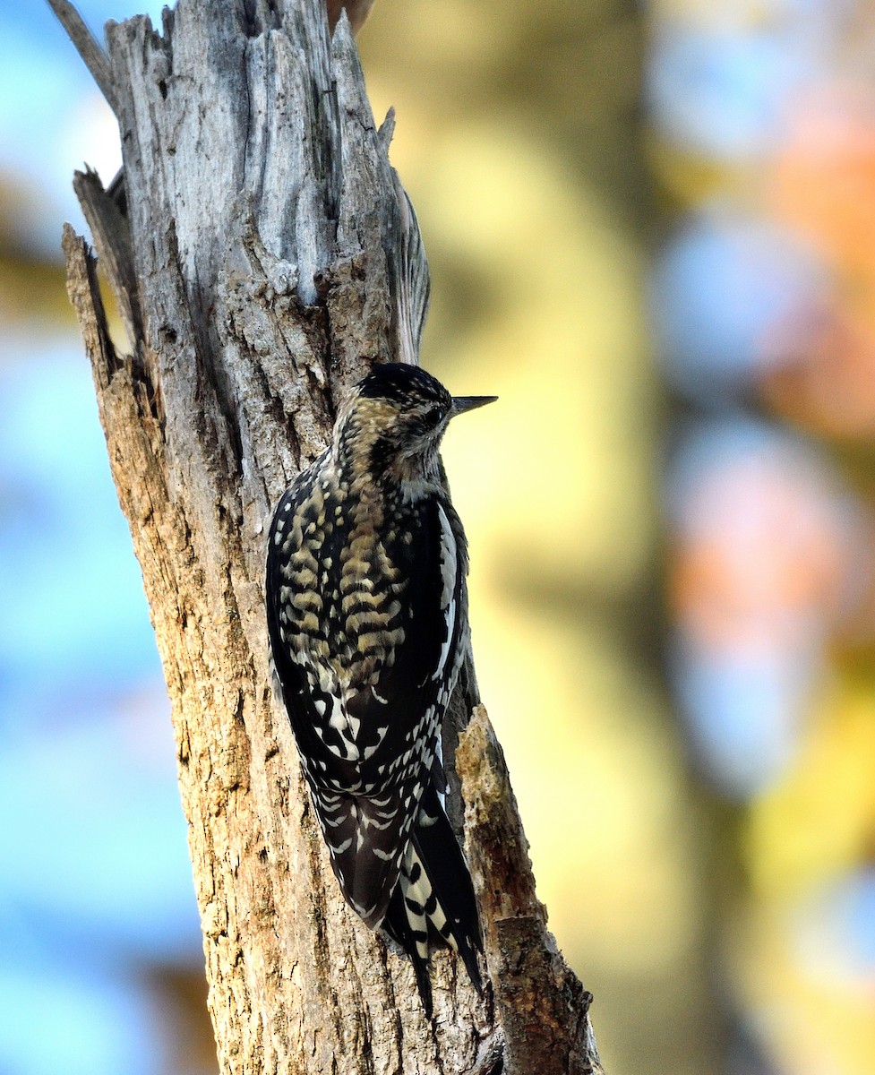 Yellow-bellied Sapsucker - ML625101733