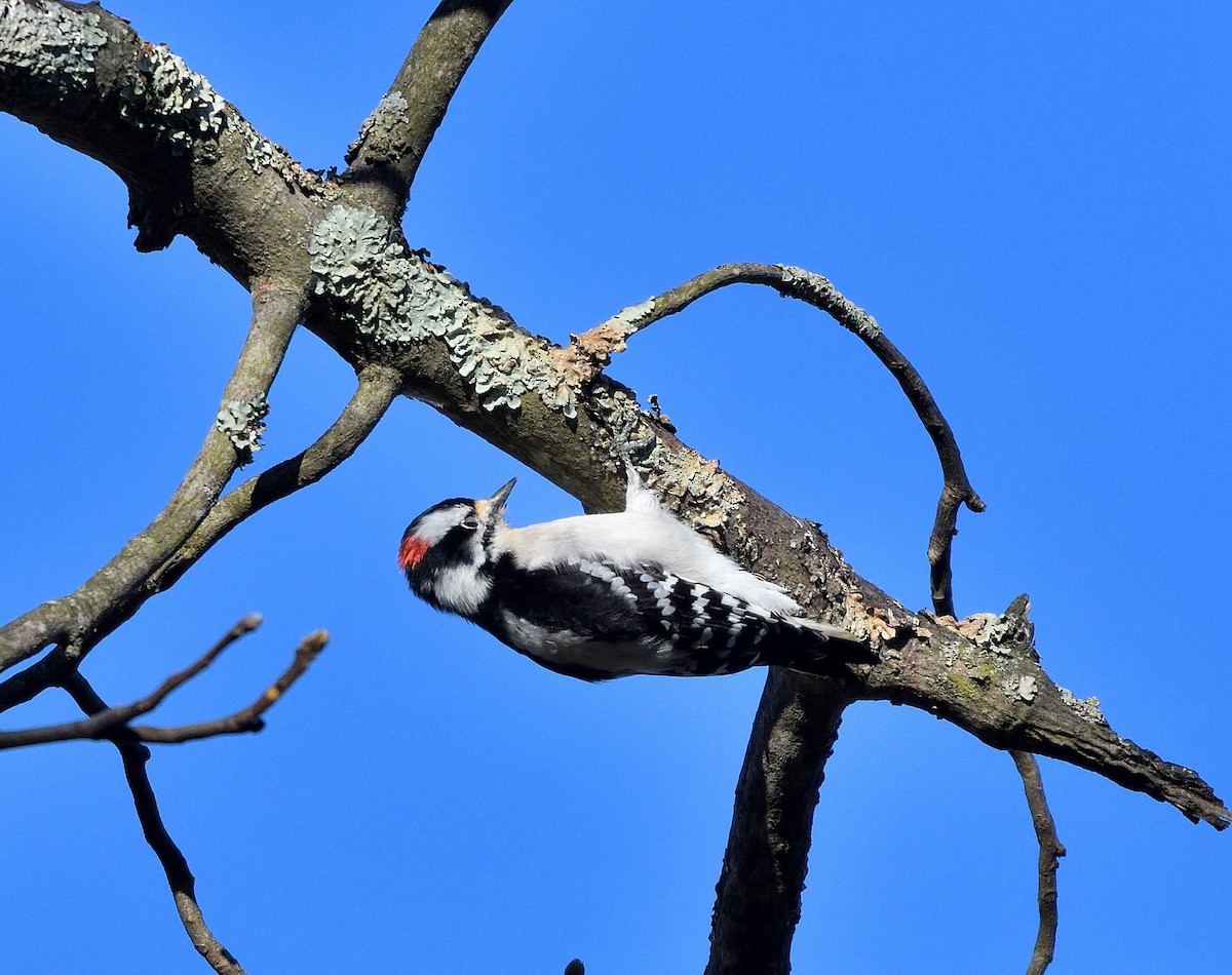 Downy Woodpecker - ML625101734