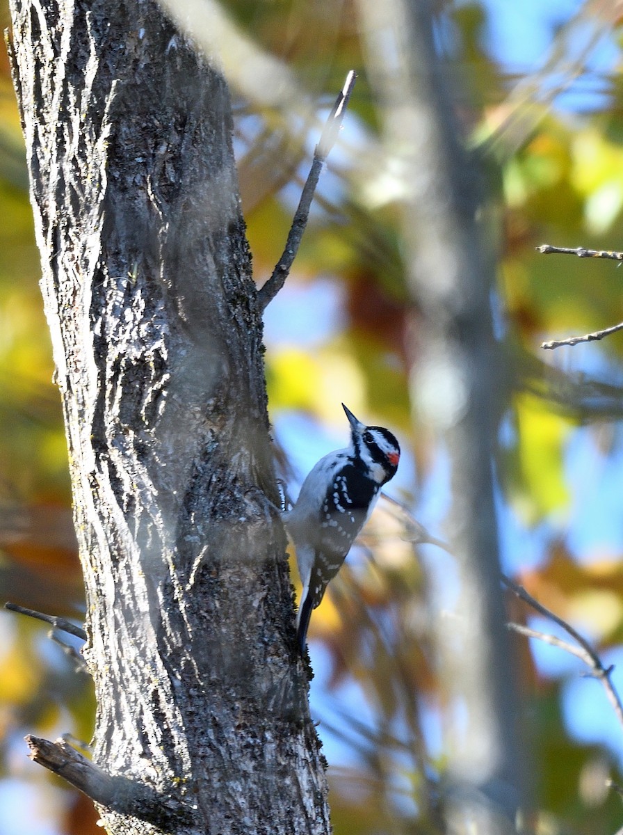 Hairy Woodpecker - ML625101737