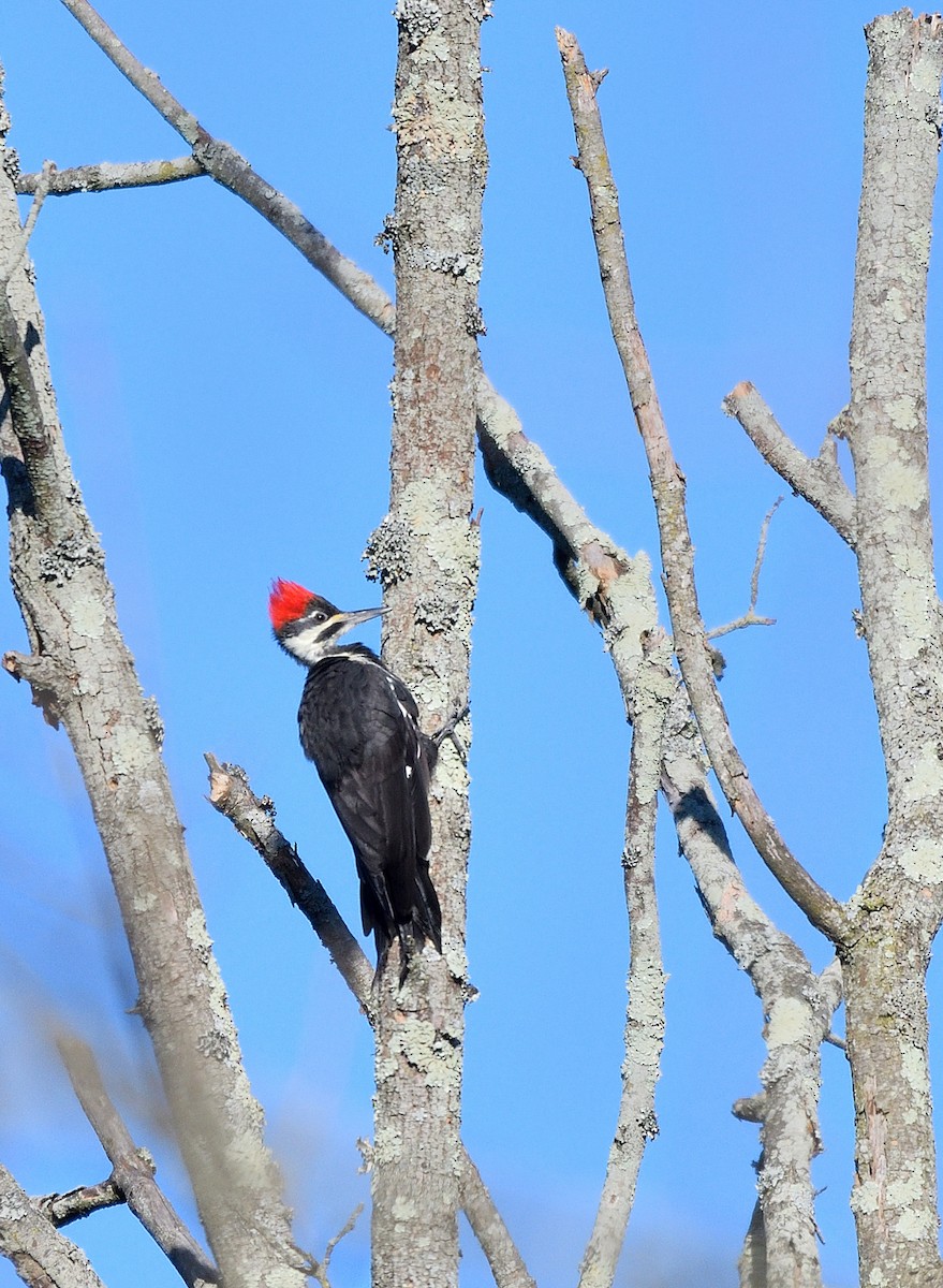 Pileated Woodpecker - ML625101739