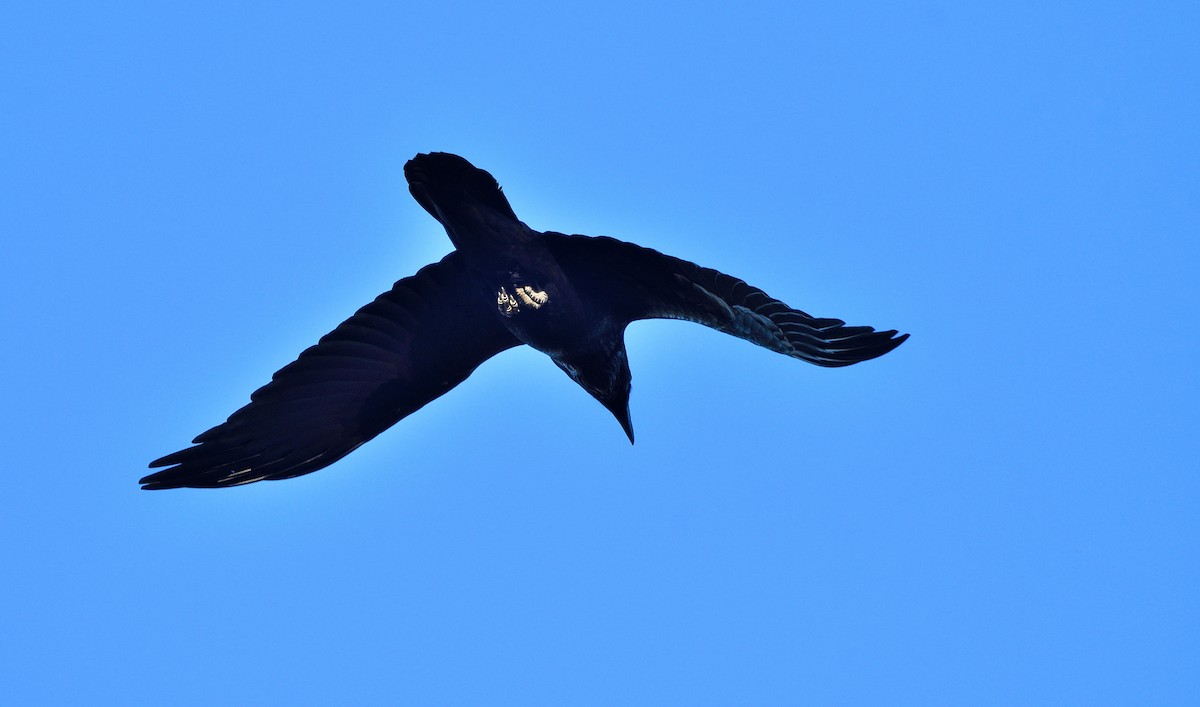 Common Raven - ML625101752