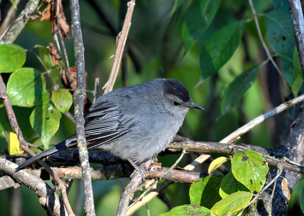 Gray Catbird - ML625101754