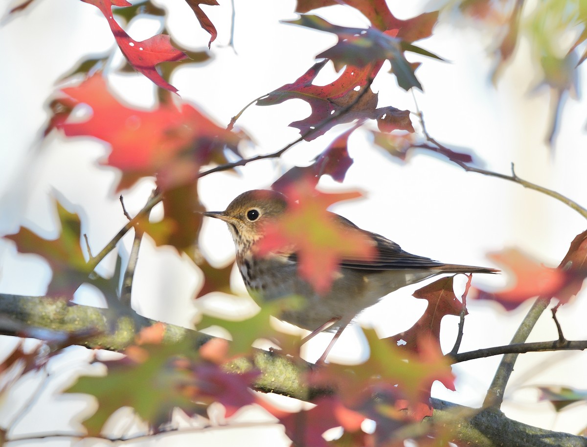 Hermit Thrush - ML625101759