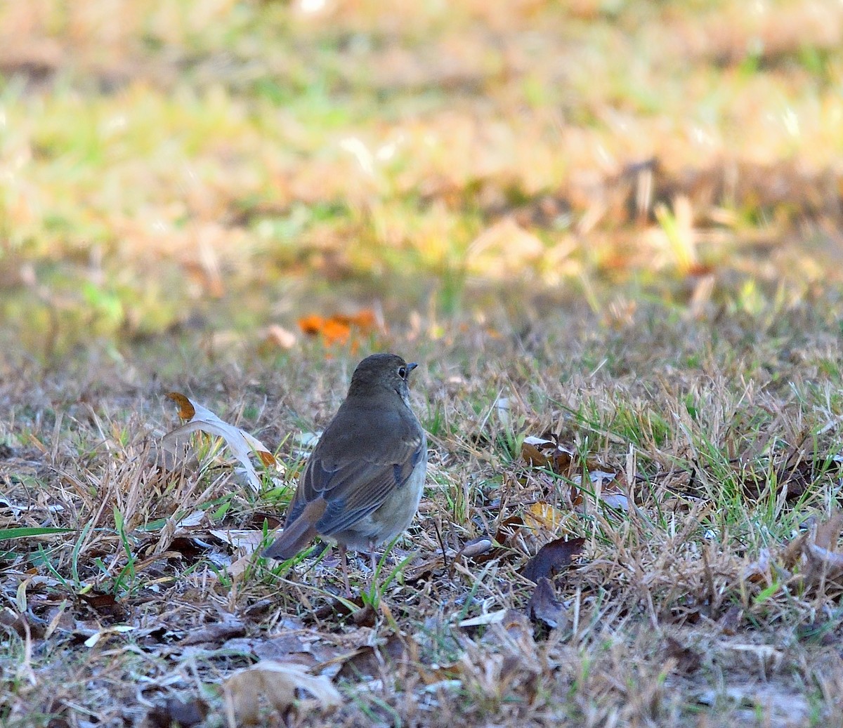 Hermit Thrush - ML625101760