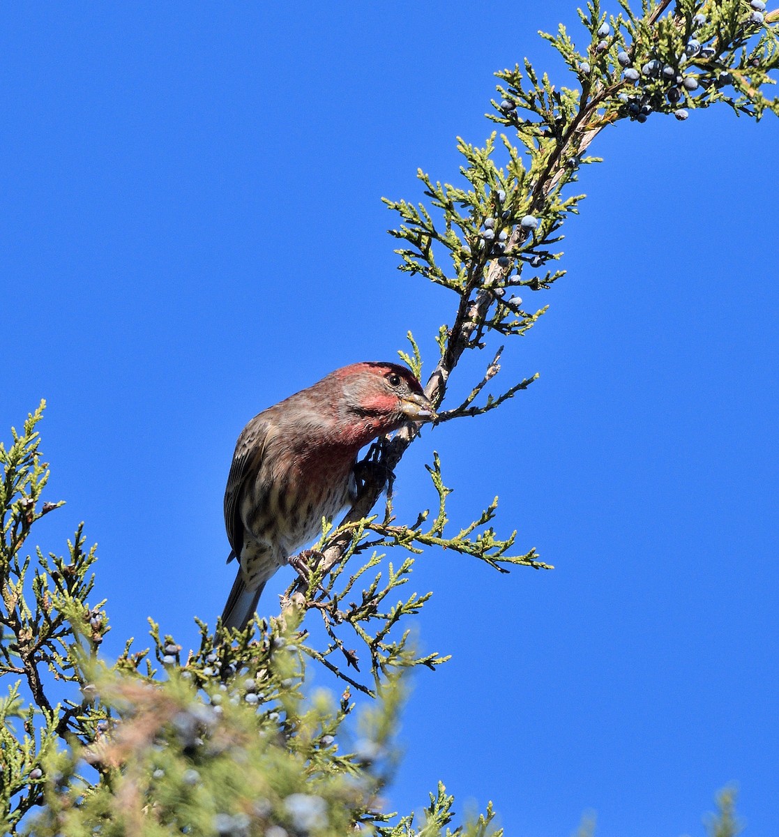 House Finch - ML625101761