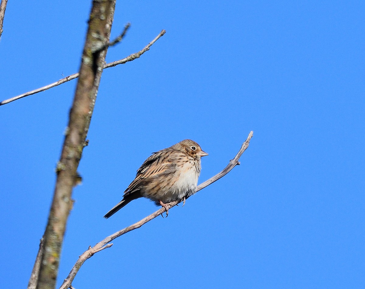 Vesper Sparrow - ML625101768