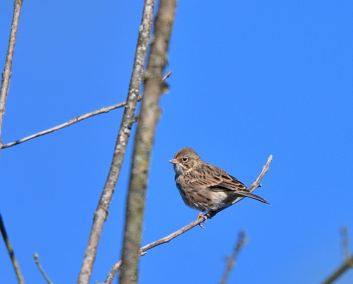 Vesper Sparrow - ML625101769