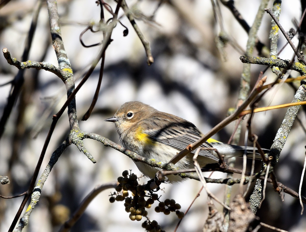 Yellow-rumped Warbler - ML625101771