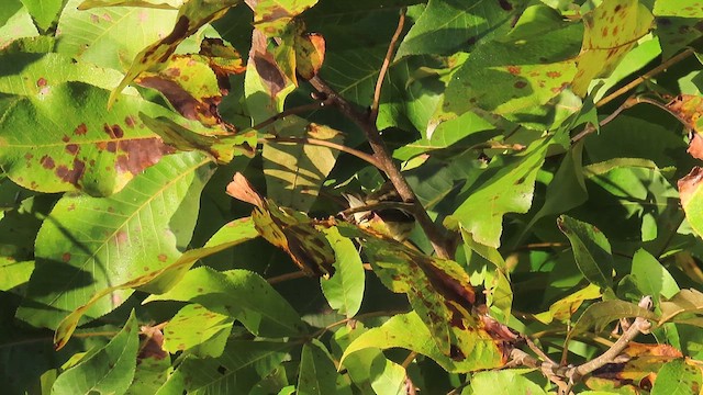 Blackburnian Warbler - ML625101774