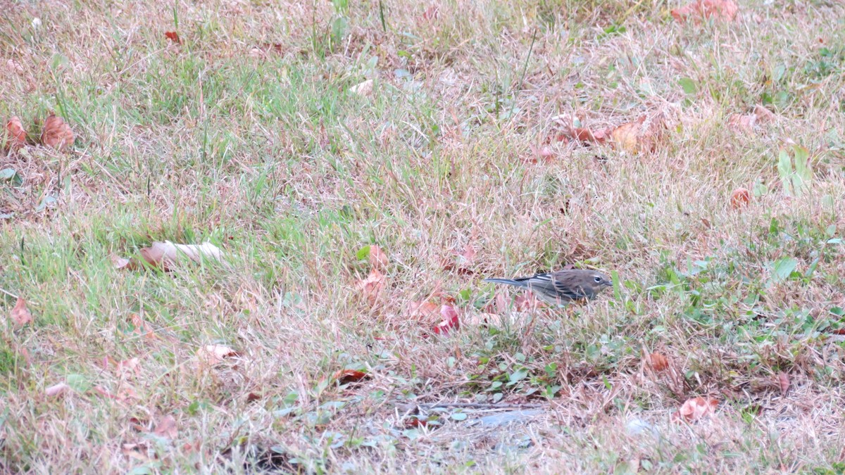 Yellow-rumped Warbler - ML625101779