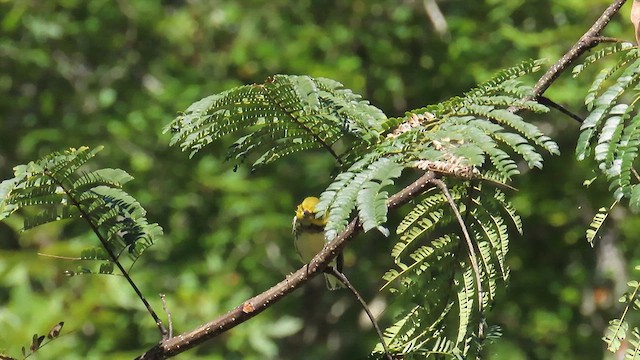 Black-throated Green Warbler - ML625101806