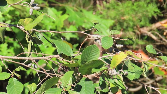 Black-throated Green Warbler - ML625101808