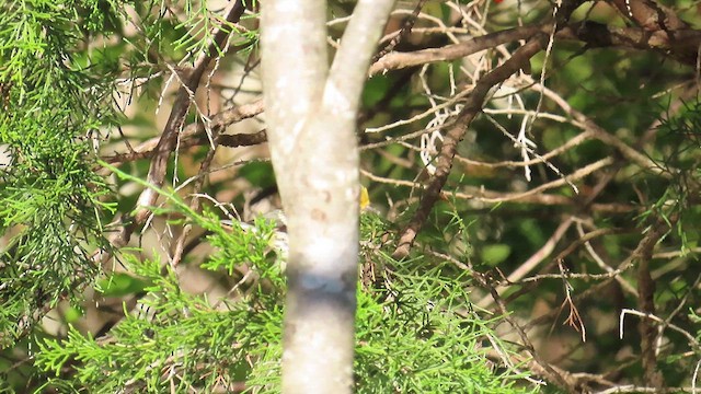 Black-throated Green Warbler - ML625101809