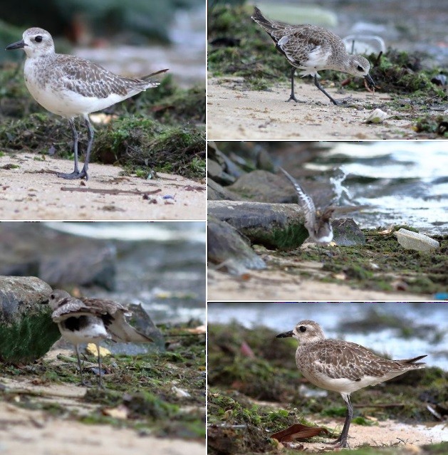 Black-bellied Plover - ML625101825