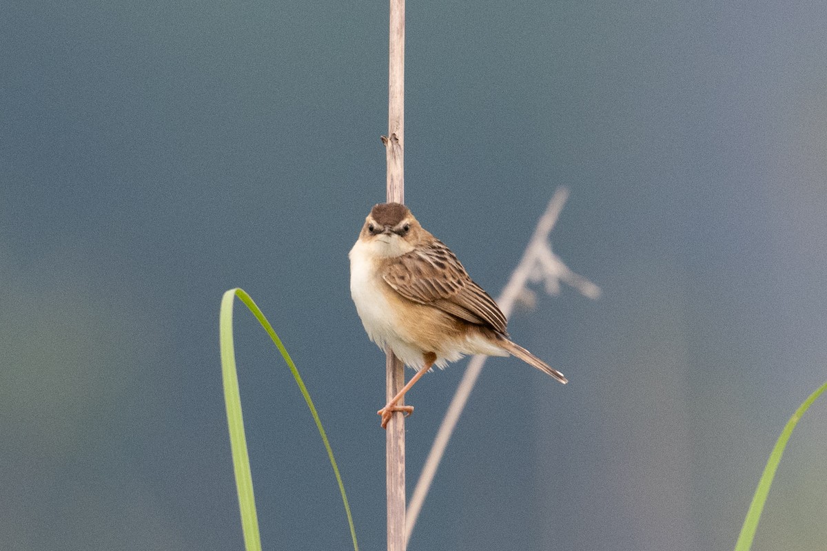 Zitting Cisticola - Y.C. He