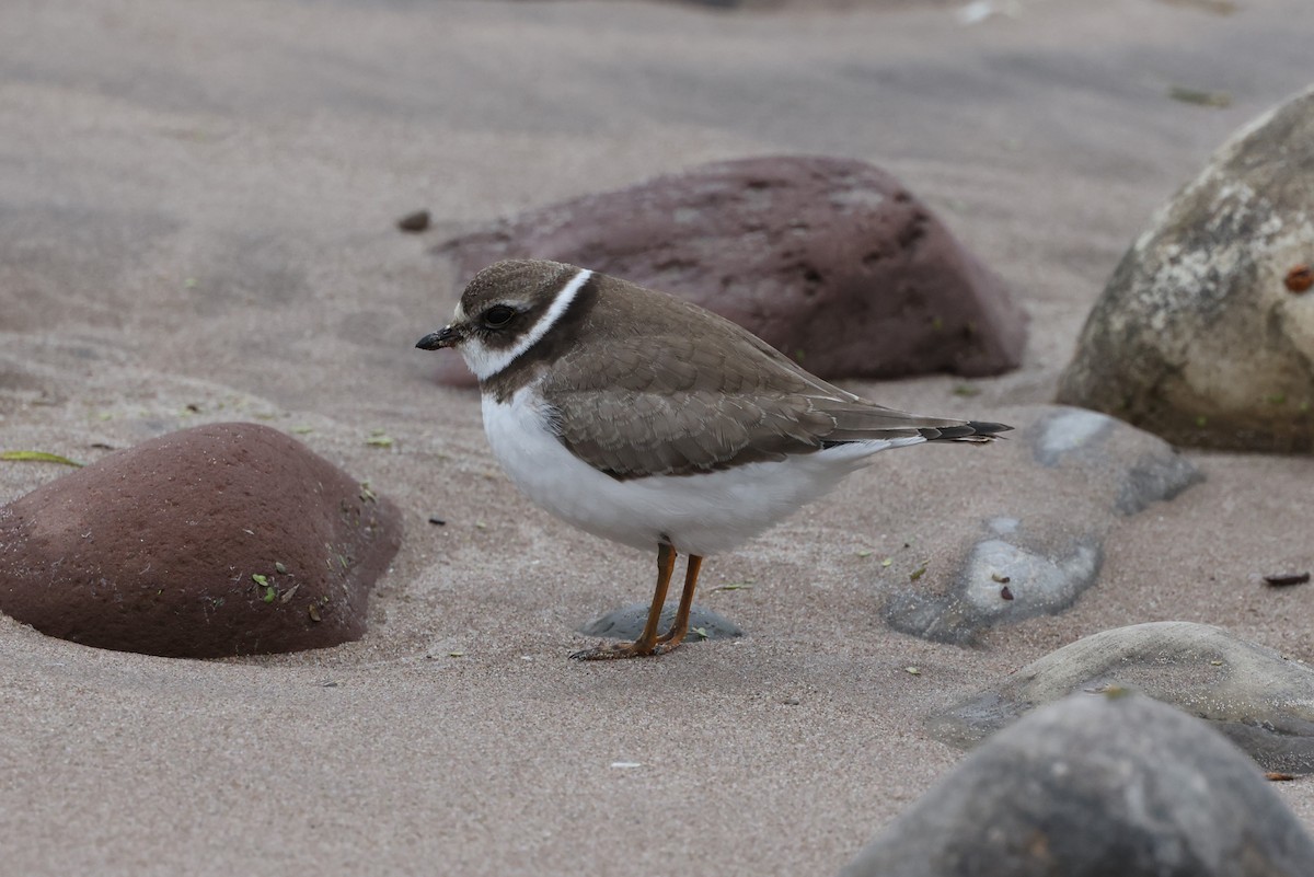 Semipalmated Plover - ML625101855