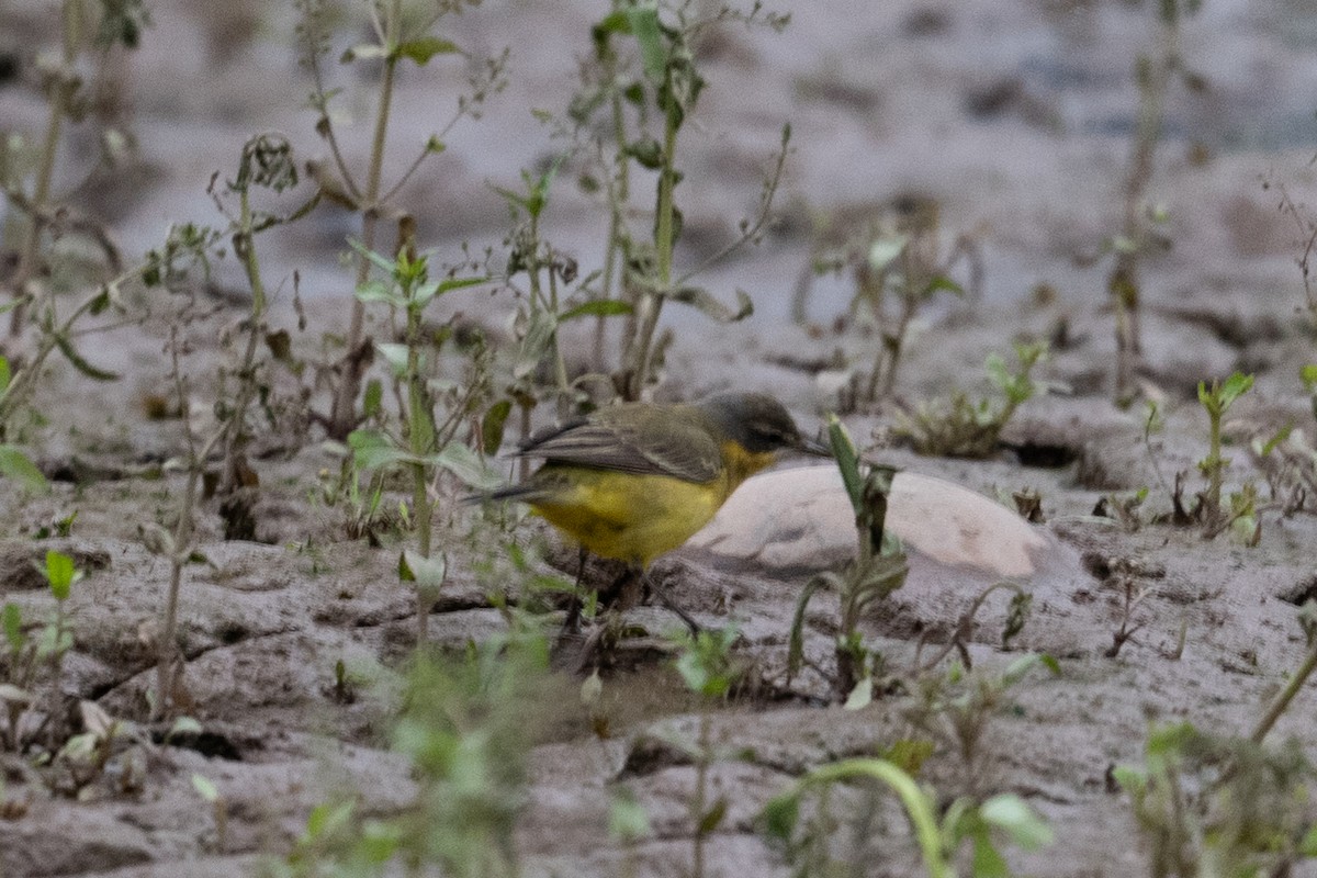 Eastern Yellow Wagtail - ML625101860