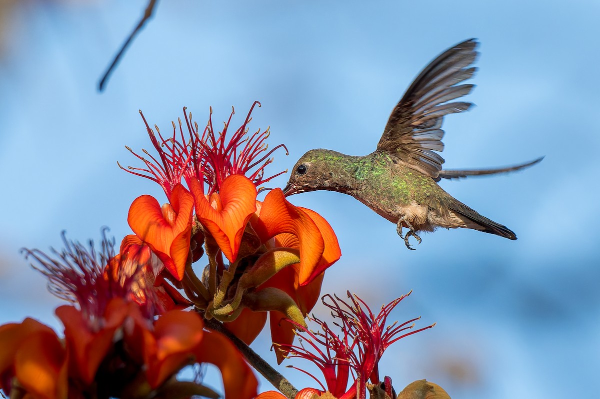 Glittering-throated Emerald - ML625101996
