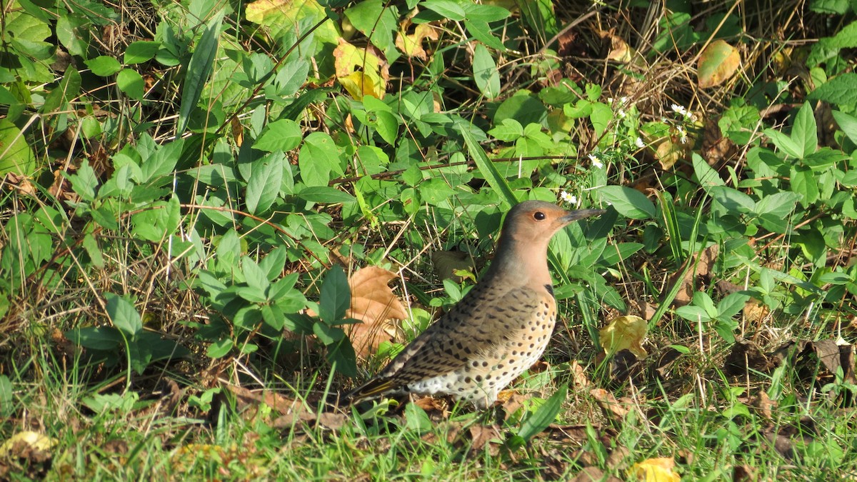 gullspett - ML625102023