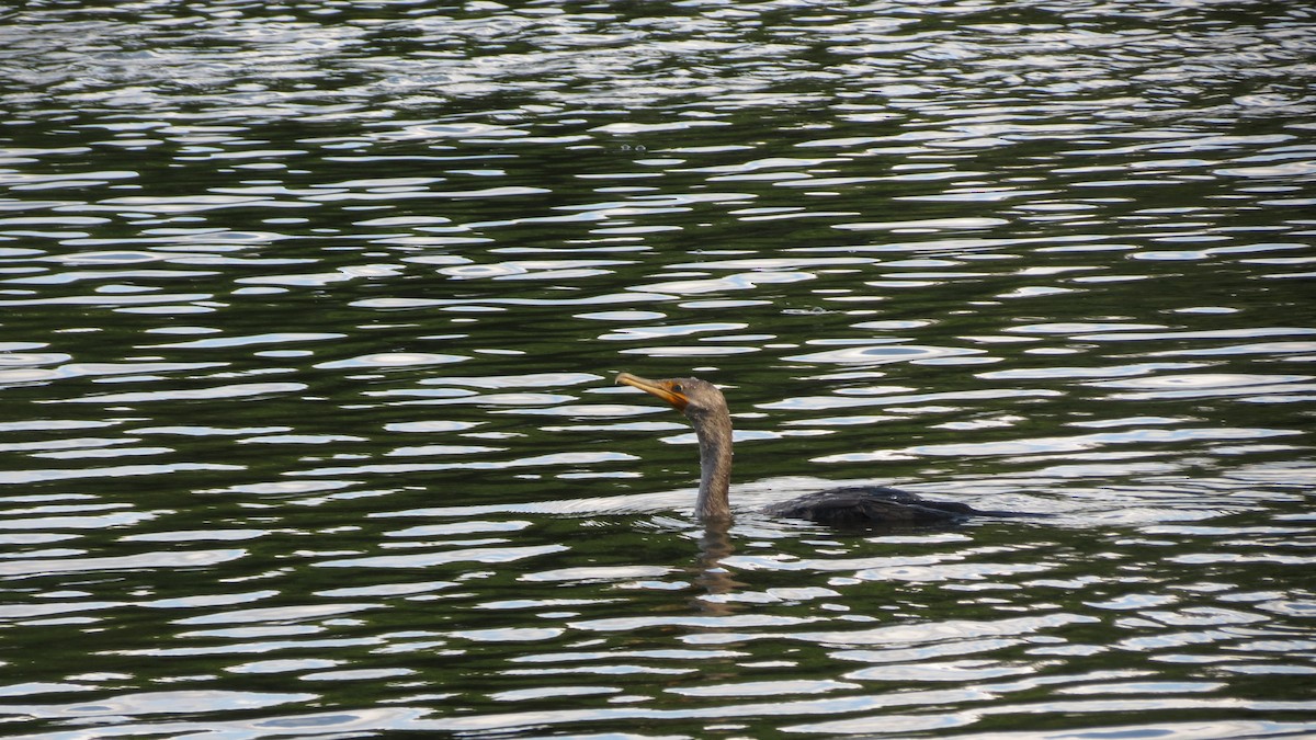 totoppskarv - ML625102027