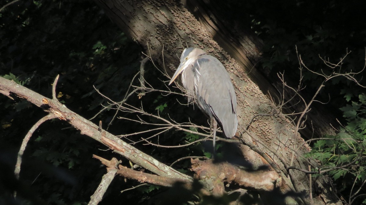 herodiashegre - ML625102034