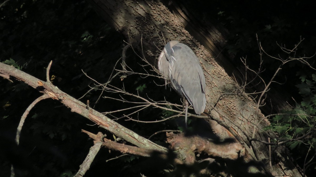 herodiashegre - ML625102035