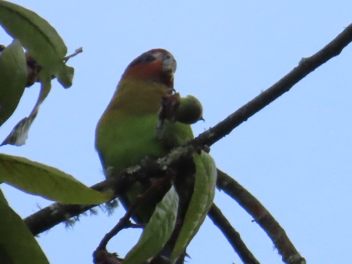 Rusty-faced Parrot - ML625102079