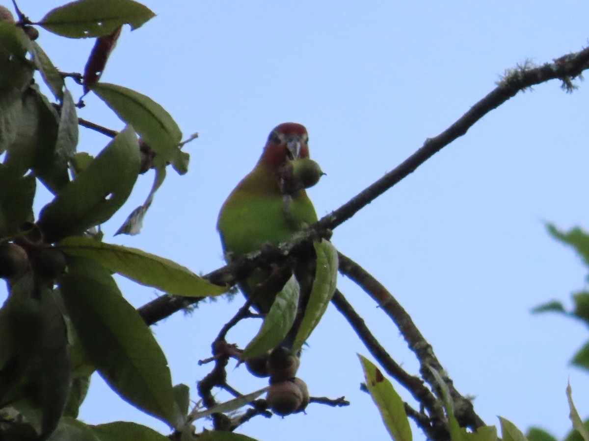 Rusty-faced Parrot - ML625102080