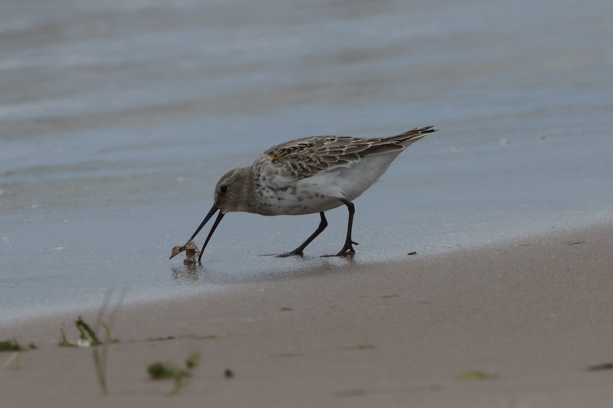 Dunlin - ML625102092