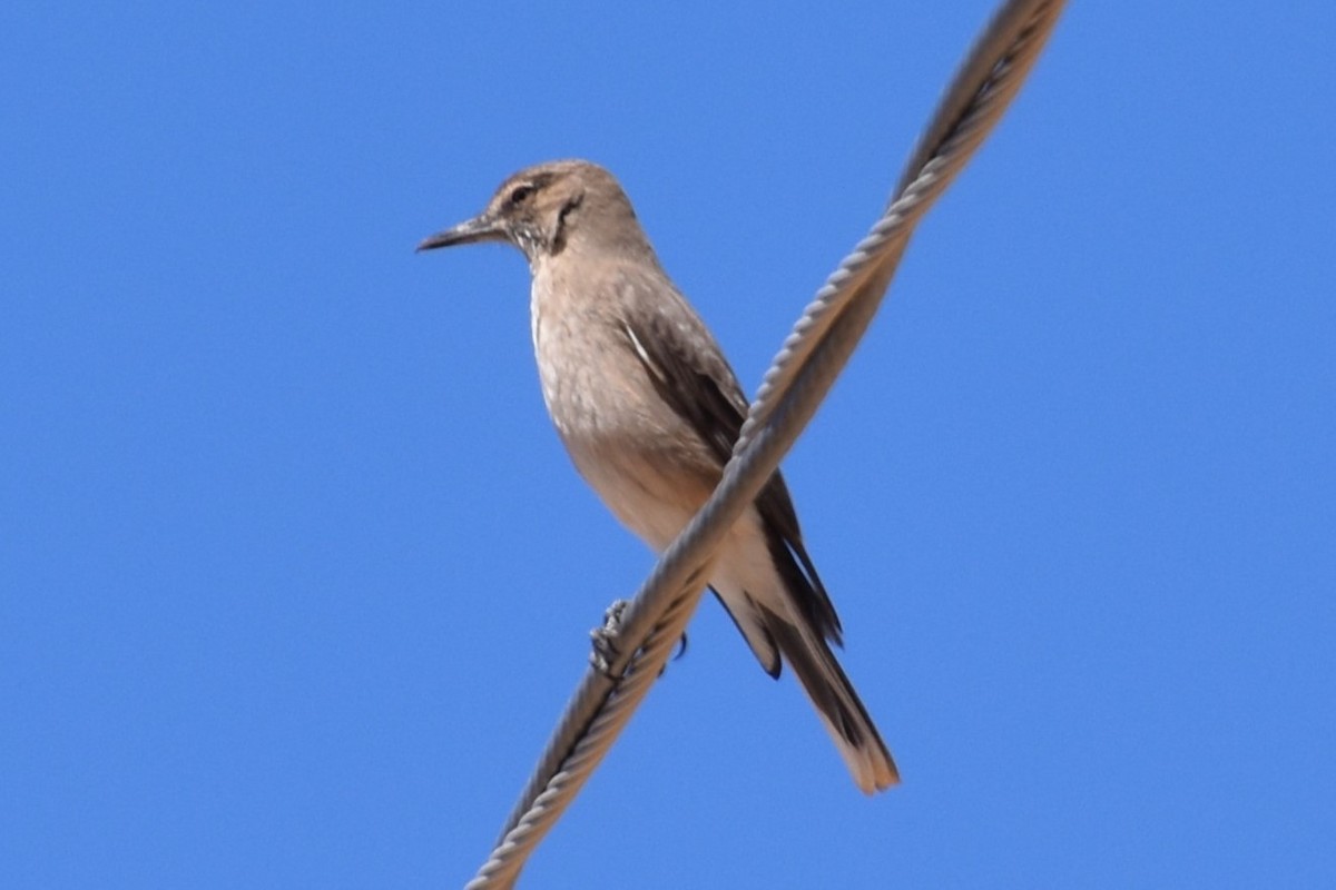 Black-billed Shrike-Tyrant - David Sustach Garcia