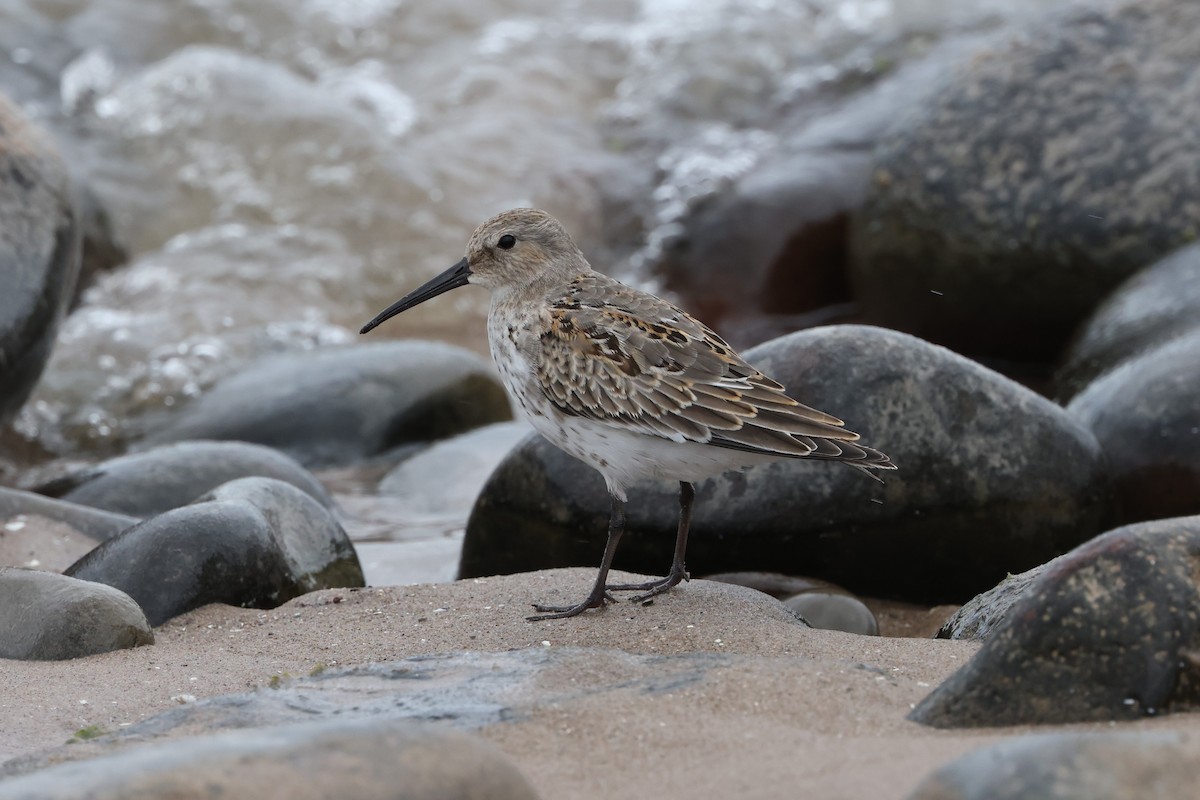 Dunlin - ML625102120