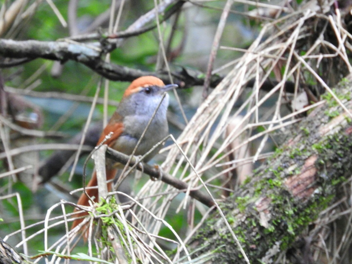 Rufous-capped Spinetail - ML625102126