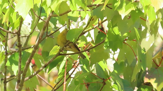 Nashville Warbler - ML625102140
